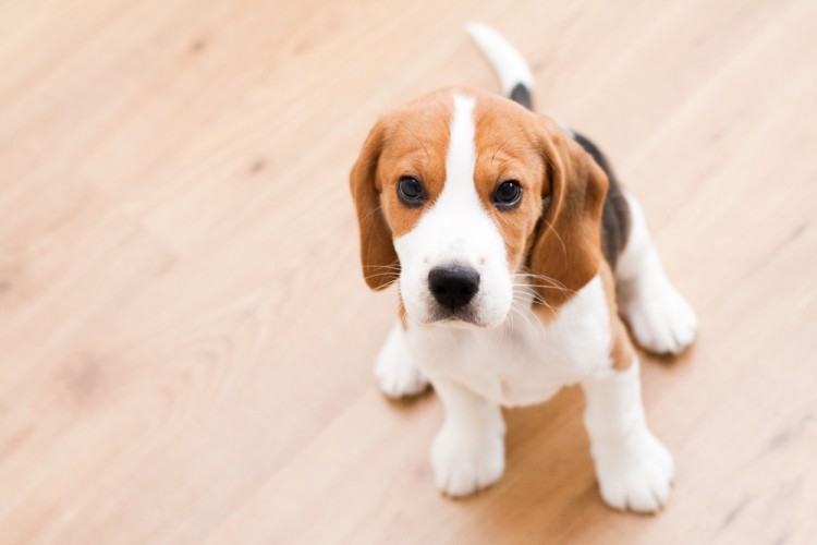 What types of hardwood flooring are best for dogs? (or pets)